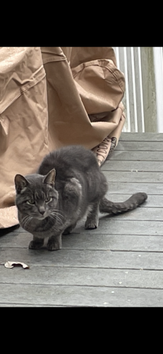 Found/Stray Unknown Cat last seen Crystal Rock Rd and Saylor Dr, Temple, PA 19560