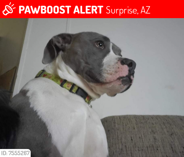 Lost Male Dog last seen Litchfield and Bell rd, Surprise, AZ 85374