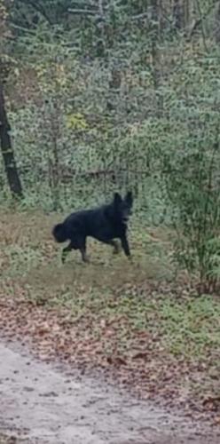 Lost Female Dog last seen I 75 rest area Columbia county, Lake City, FL 32055