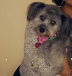 Lost Male Other last seen Percival Road & Forest Dr, Columbia, SC 29223