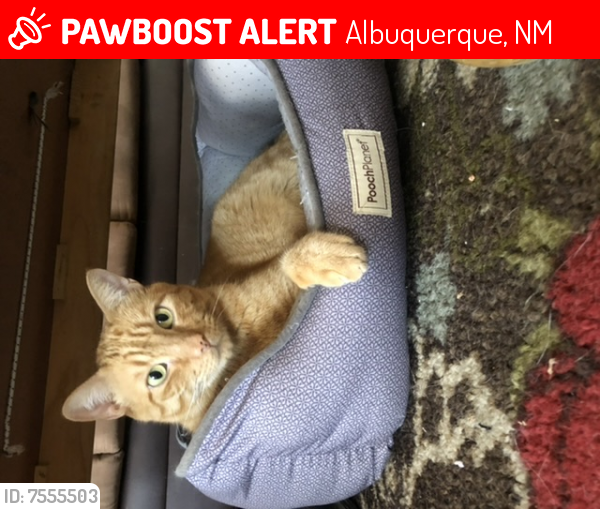 Lost Female Cat last seen Constitution and Florida , Albuquerque, NM 87110