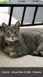 Lost Male Cat last seen Near block of Midvale Avenue, between Ohio and Wilkins Avenue - I block west of Westwood Blvd, Los Angeles  90024, Los Angeles, CA 90024