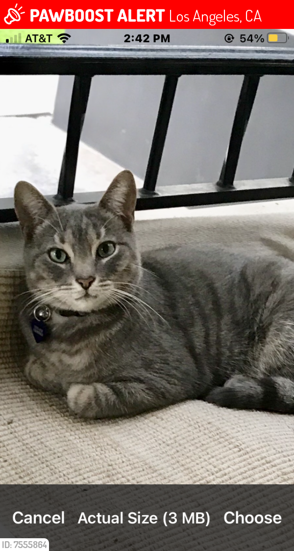 Lost Male Cat last seen Near block of Midvale Avenue, between Ohio and Wilkins Avenue - I block west of Westwood Blvd, Los Angeles  90024, Los Angeles, CA 90024