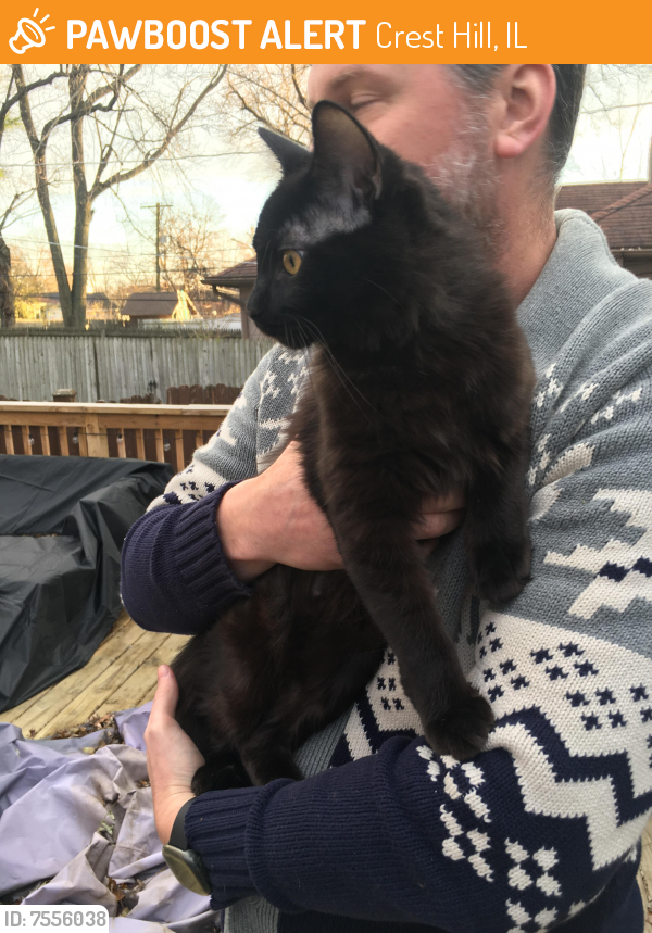 Rehomed Unknown Cat last seen Theodore and Burry Street, Crest Hill, IL 60403