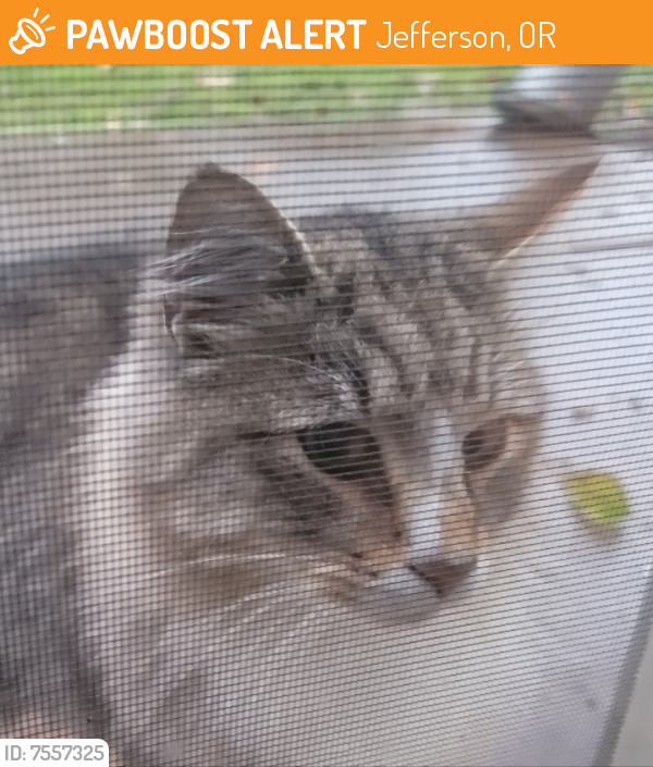 Found/Stray Unknown Cat last seen Arlowene Ct and Greenwood, Jefferson OR, Jefferson, OR 97352