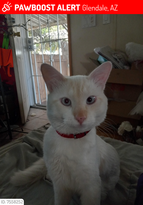 Lost Male Cat last seen 65th ave and Ocotillo, Glendale, AZ 85301