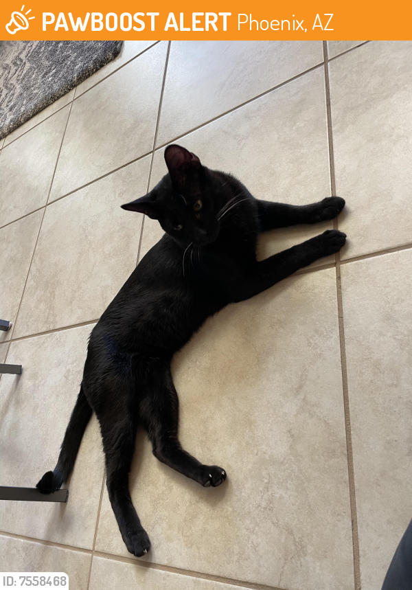 Found/Stray Male Cat last seen By Shops at Norterra, Phoenix, AZ 85085
