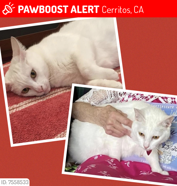 Lost Female Cat last seen Darvalle St. and Newbrook Cir, Cerritos, CA 90703