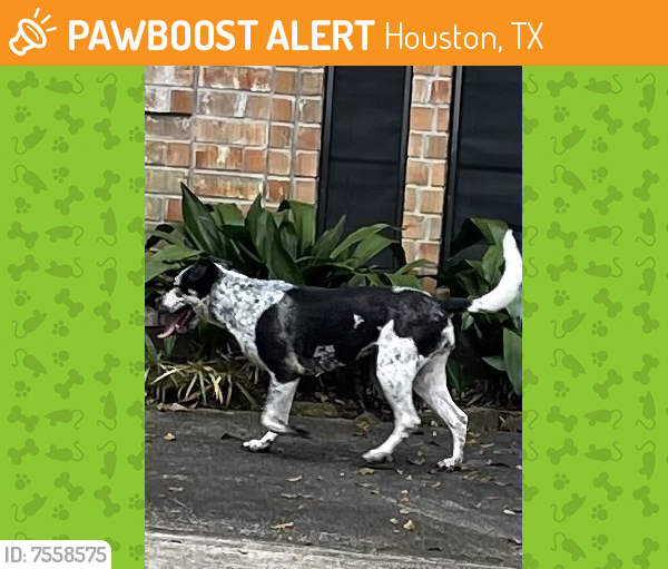 Rehomed Female Dog last seen Terrace Oak Dr, Houston, TX 77068