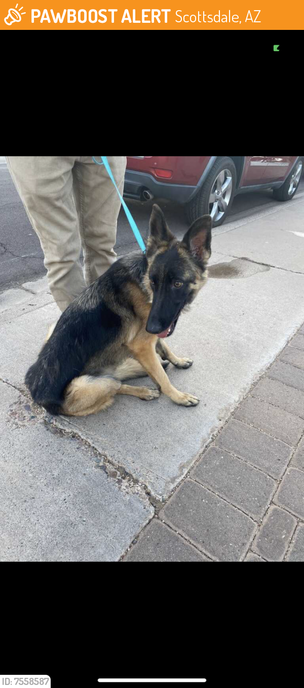 Surrendered Female Dog last seen 82nd and Camelback, Scottsdale, AZ 85251
