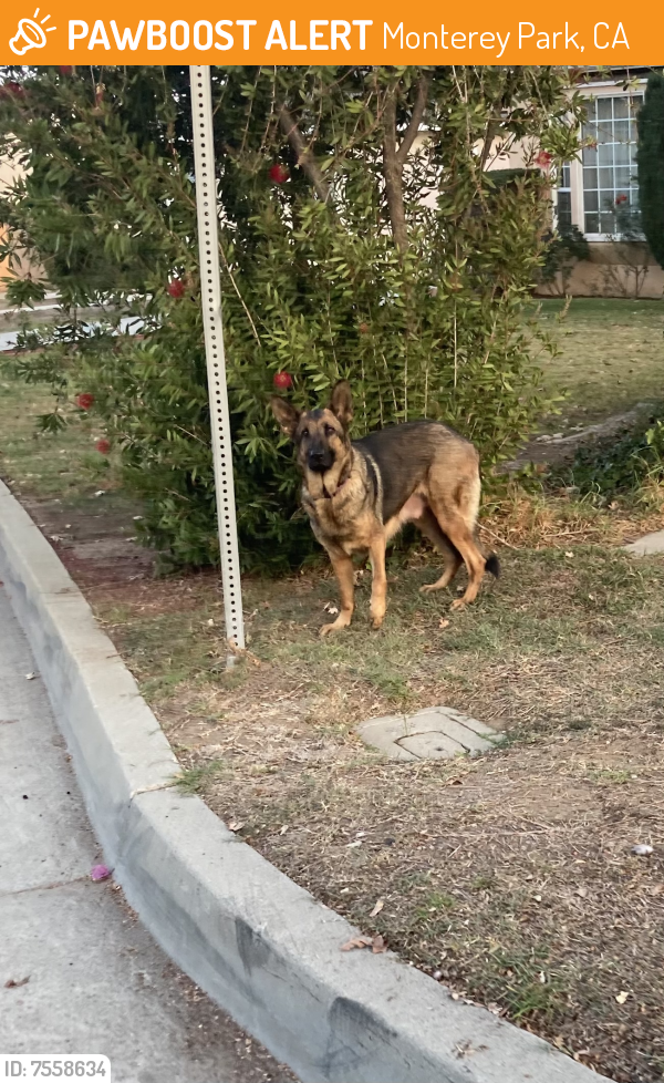 Found/Stray Female Dog last seen Robinlinda Lane, Monterey Park, CA 91755