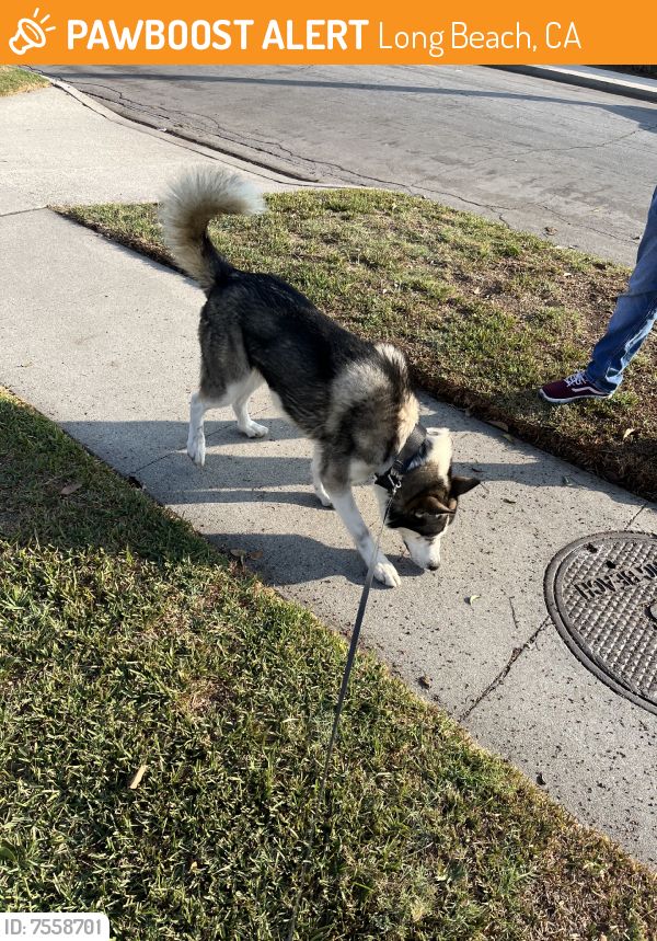Found/Stray Male Dog last seen Front Yard, Long Beach, CA 90805