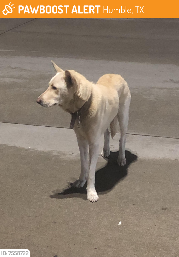 Found/Stray Male Dog last seen Near Swissport , Humble, TX 77338