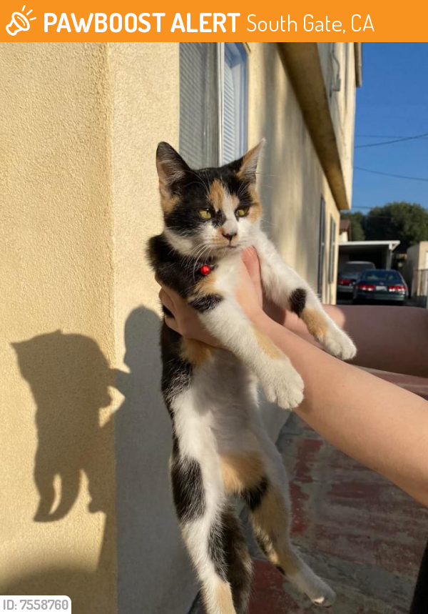Found/Stray Female Cat last seen Southern, South Gate, CA 90280