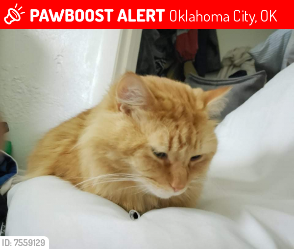 Lost Male Cat last seen Sw94th and shartel, Oklahoma City, OK 73139