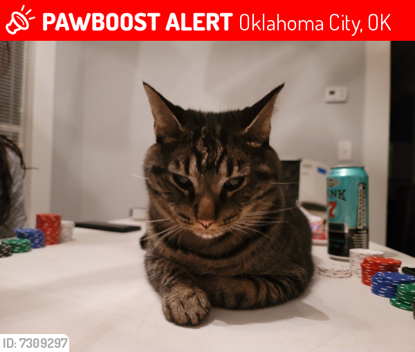 Deceased Male Cat last seen 11th & Ellison , Oklahoma City, OK 73106