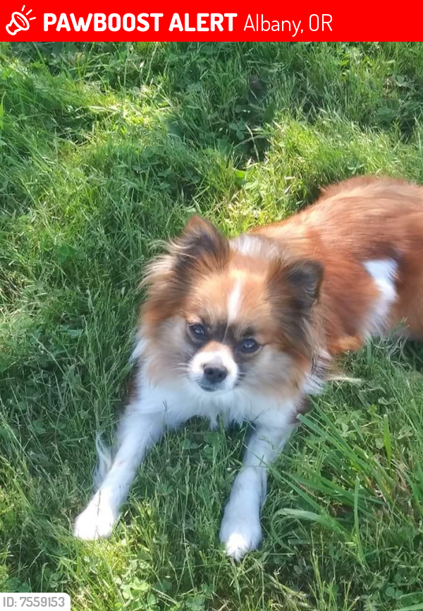 Lost Female Dog last seen Heatherdale Mobile Park #9 / Airport Way, Albany, OR 97322