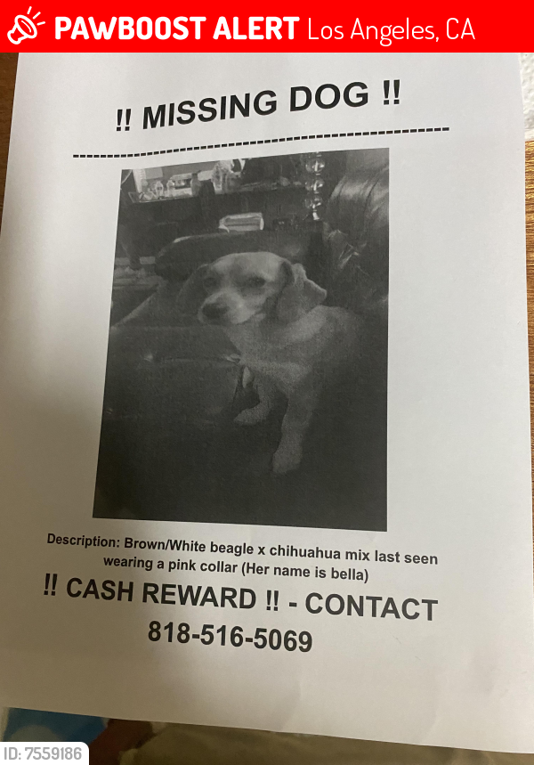 Lost Female Dog last seen woodman & roscoe, Los Angeles, CA 91402