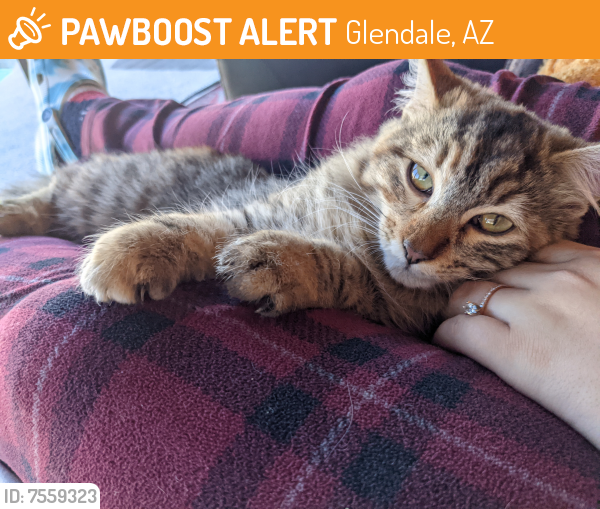 Found/Stray Female Cat last seen 55th and olive Ave, Glendale, AZ 85302