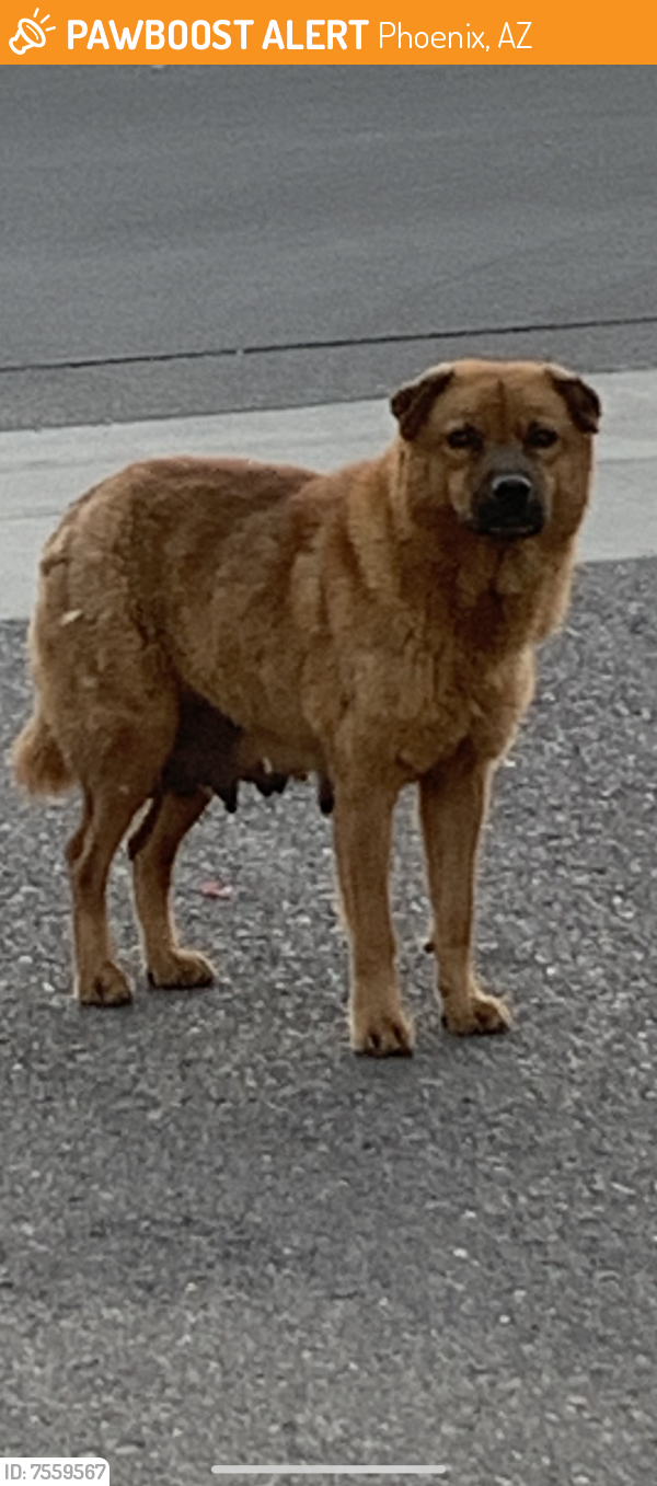 Found/Stray Female Dog last seen Jones Ave and 9th st, Phoenix, AZ 85040