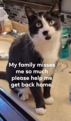 Lost Male Cat last seen Baker ave amery wisconsin, Amery, WI 54001