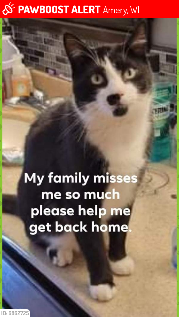 Lost Male Cat last seen Baker ave amery wisconsin, Amery, WI 54001