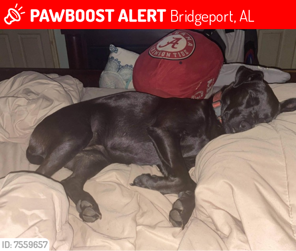 Lost Female Dog last seen Bridgeport, close to park , Bridgeport, AL 35740