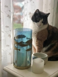 Lost Female Cat last seen N 17th street, Hawthorne, NJ 07506