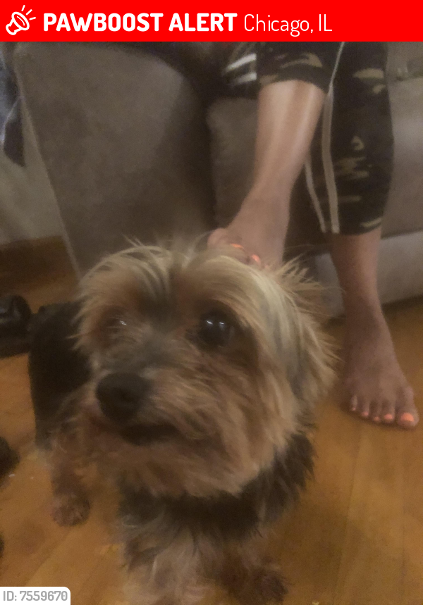Lost Male Dog last seen King dr, Chicago, IL 60637