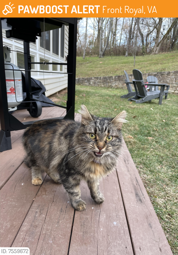 Found/Stray Female Cat last seen Front Royal, Front Royal, VA 22630