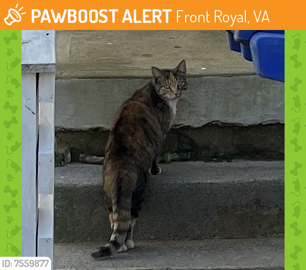 Found/Stray Unknown Cat last seen Edgemont Ave , Front Royal, VA 22630