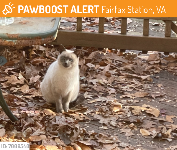 Found/Stray Unknown Cat last seen colchester, Fairfax Station, VA 22030