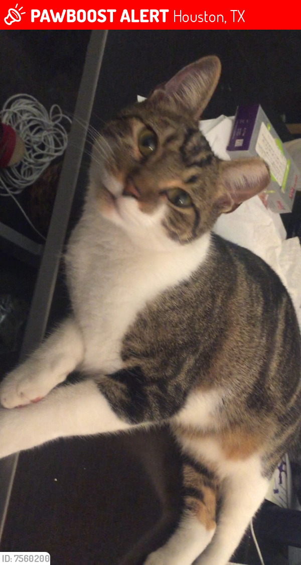 Lost Male Cat last seen Wisterwood Drive and Oakpoint Drive, Houston, TX 77043, Houston, TX 77043