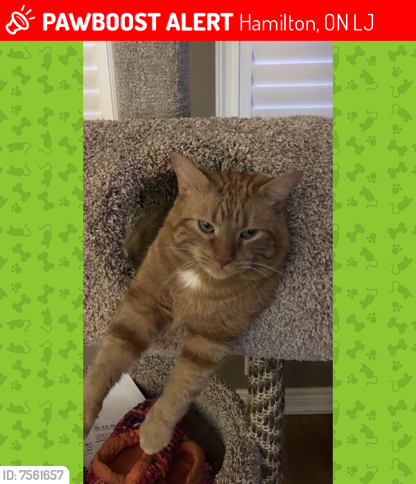 Lost Male Cat last seen Kingsview Dr and Upper Mount Albion trail, Hamilton, ON L8J