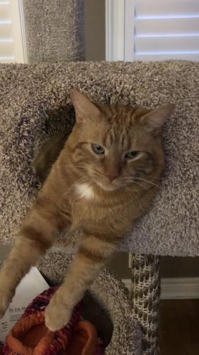 Lost Male Cat last seen Kingsview Dr and Upper Mount Albion trail, Hamilton, ON L8J