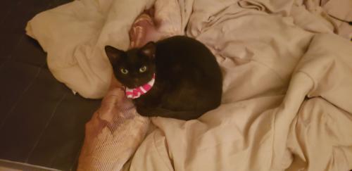 Lost Female Cat last seen The Gallery , Martinsburg, WV 25403
