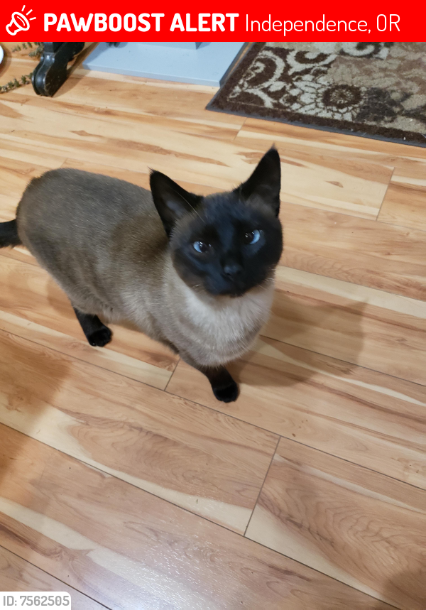 Lost Female Cat last seen Northgate Drive, Independence, OR 97351, Independence, OR 97351