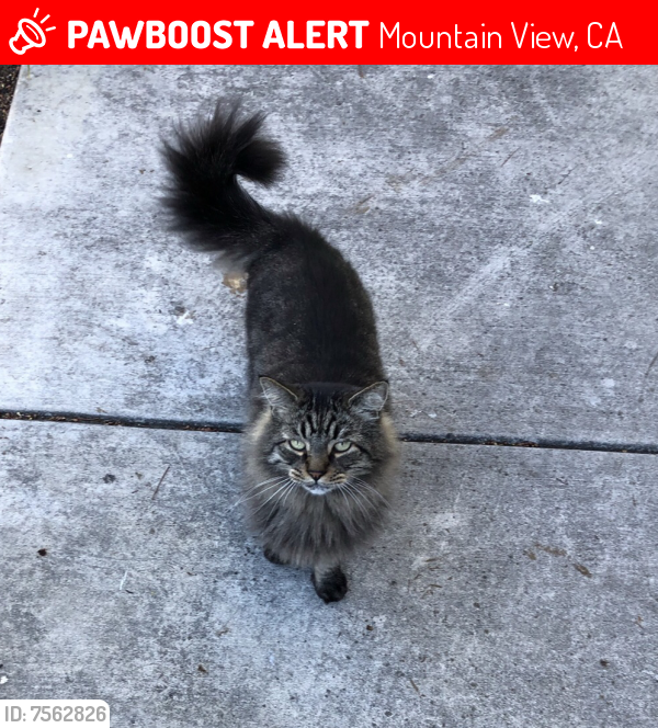 Lost Male Cat last seen Near N Whisman apts , Mountain View, CA 94043