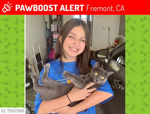 Lost Female Cat last seen Ocaso Camino, Fremont, CA 94539