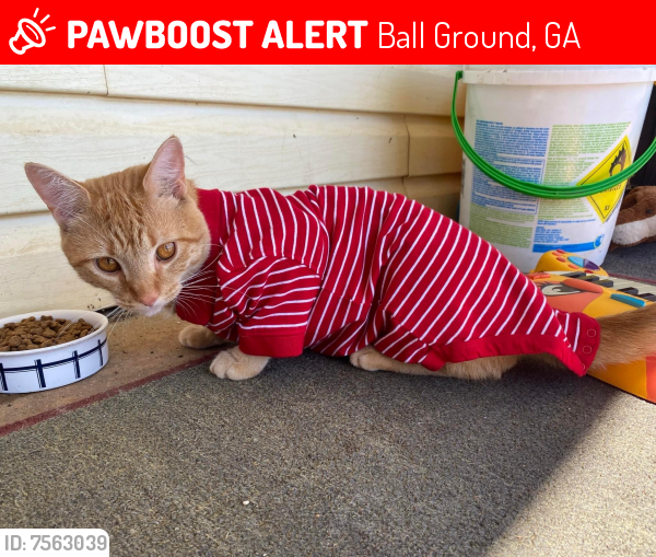 Lost Male Cat last seen Piano store, Ball Ground, GA 30107