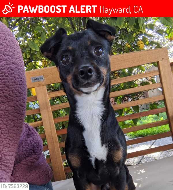 Lost Male Dog last seen Near Thomas Ave, Hayward, CA, Hayward, CA 94544