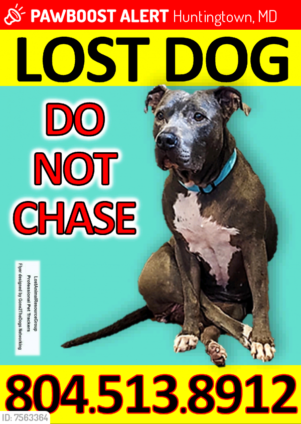 Lost Male Dog last seen Do not chase, Huntingtown, MD 20639