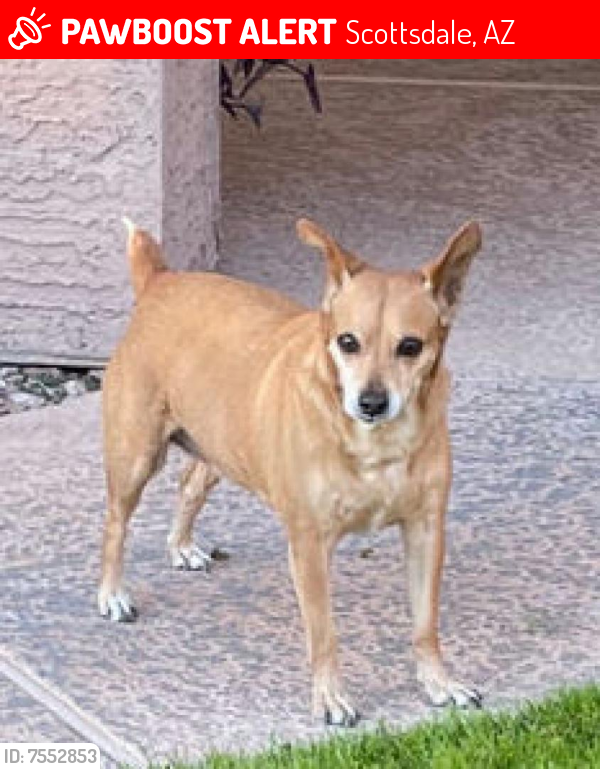 Lost Female Dog last seen 68th Street at Earll Drive, Scottsdale, AZ 85251