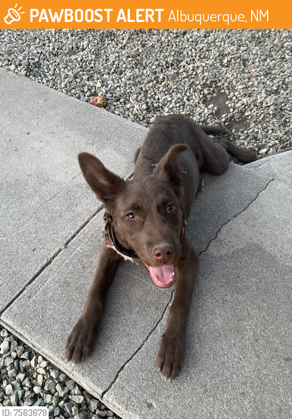 Found/Stray Female Dog last seen Wells Park, Albuquerque, NM 87102