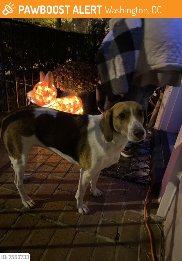 Found/Stray Female Dog last seen 19th and T St NW, Washington, DC 20009