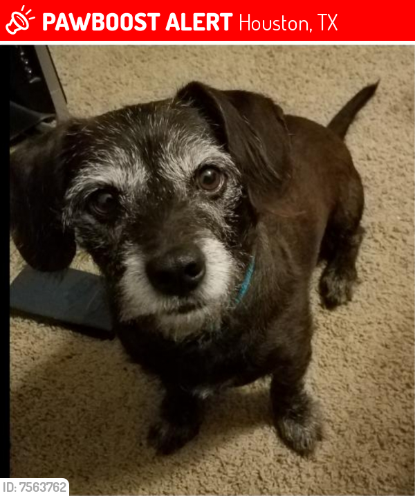 Lost Male Dog last seen Near Holly Hall St., Houston, TX 77054