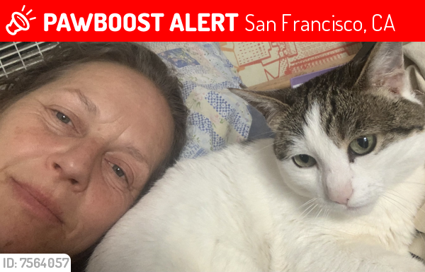 Lost Female Cat last seen Roosevelt, San Francisco, CA 94114