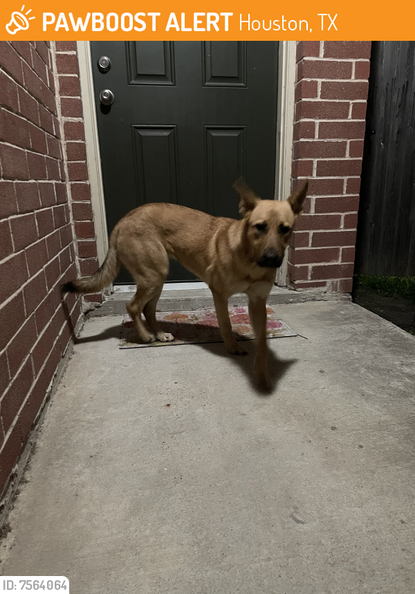 Found/Stray Female Dog last seen woodtown drive and tc jester  , Houston, TX 77038