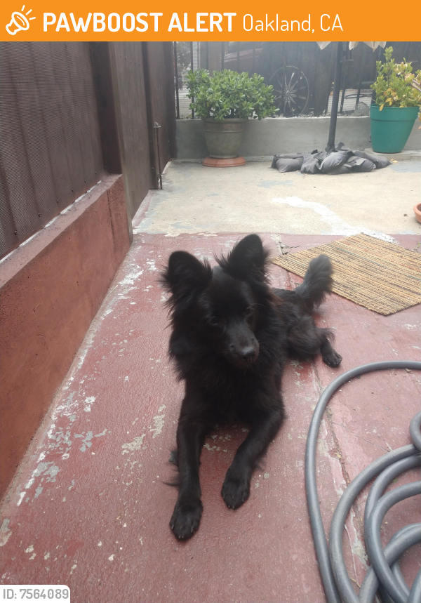 Found/Stray Male Dog last seen 75th ave and bancroft ave., Oakland, CA 94605