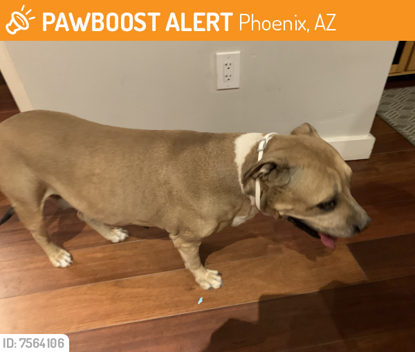 Rehomed Female Dog last seen 1st street and Buchanan , Phoenix, AZ 85034
